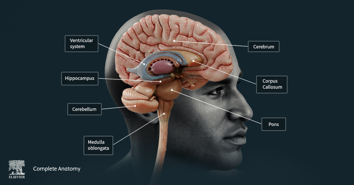 Brain Tumor and Symptoms